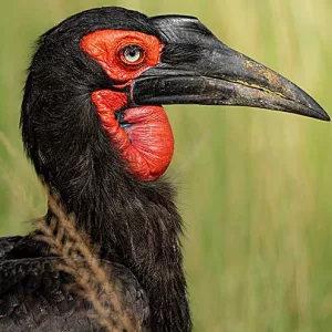 Southern Ground Hornbill