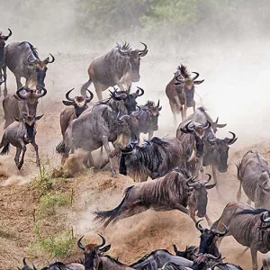 Wildbeest Migration Safari