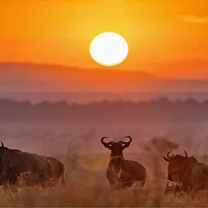 Sunset Safari in Masai Mara