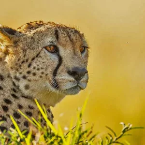 Cheetah face Mara Siria Luxury Safari