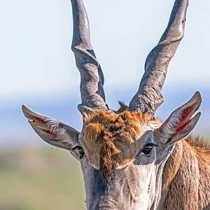 Close up of eland head