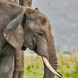 Elephant head