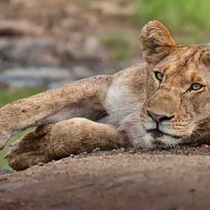 Female Lion in Masai Mara