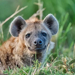 Hyena on a game drive in Masai Mara