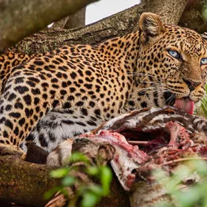 Leopard with kill in a tree