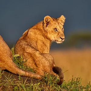 lion cub in Masai Mara triangle conservancy