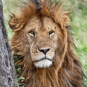 Male lion face in Masai Mara