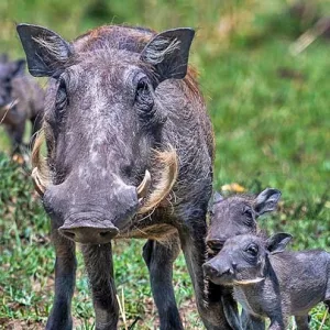 Warthog with piglets - Masai Mara Safari experience