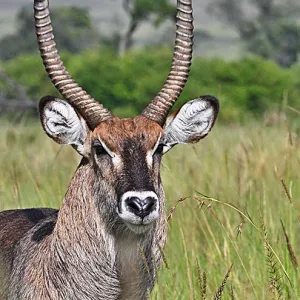 Waterbuck in Masai Mara Triangle