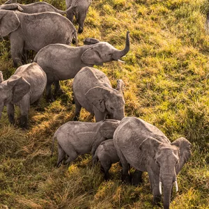 Group of Elephants spotted from Balloon in Masai Mara