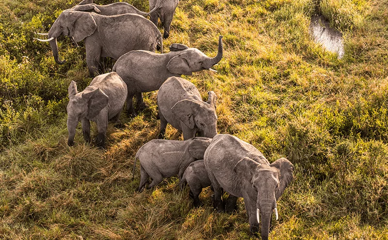 Group of Elephants spotted from Balloon - Elefantengruppe vom Ballon aus gesehen