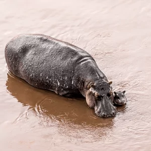 Hippo with Baby-Hippo spotted from Balloon