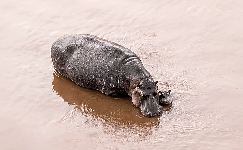 Hippo with Baby-Hippo spotted from Balloon - Flußpferd mit Jungem vom Ballon aus