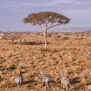 View from the Hot Air Balloon in Masai Mara