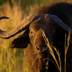 Buffalo - Büffel