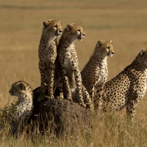 Group of Cheetahs - Gepardengruppe