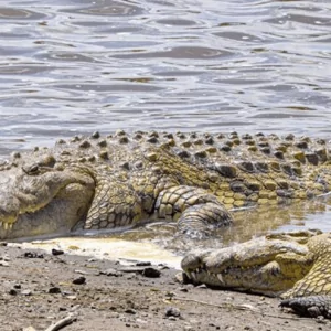 Crocodile - Krokodil
