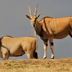 Eland - Elandantilope