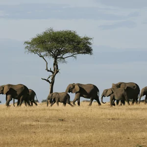 Group of Elephants - Elefantengruppe