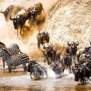 Great Migration Scene - Gnuwanderung Symbolbild