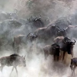 Great Migration Scene - Gnuwanderung Symbolbild