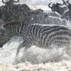 Great Migration Scene - Gnuwanderung Symbolbild