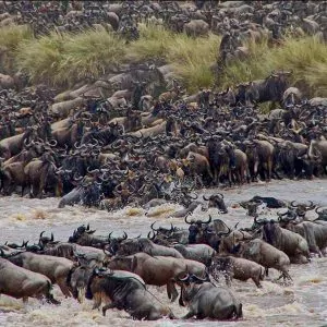 Great Migration Scene - Gnuwanderung Symbolbild