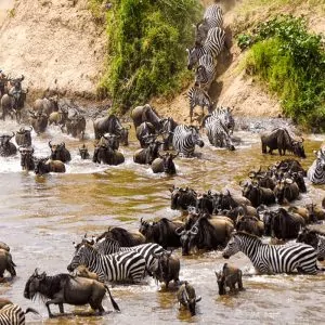 Great Migration Scene - Gnuwanderung Symbolbild