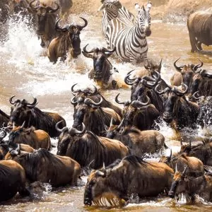 Great Migration Scene - Gnuwanderung Symbolbild