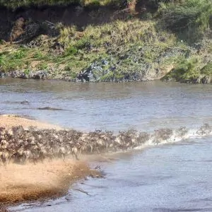 Great Migration Scene - Gnuwanderung Symbolbild