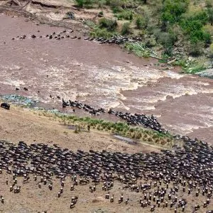 Great Migration Scene - Gnuwanderung Symbolbild