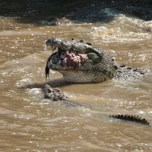 Great Migration Scene - Gnuwanderung Symbolbild