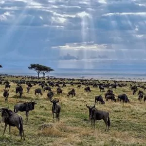 Great Migration Scene - Gnuwanderung Symbolbild