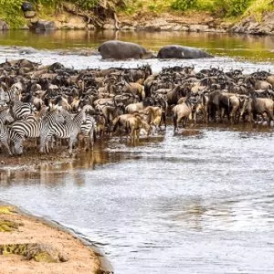 Great Migration Scene - Gnuwanderung Symbolbild