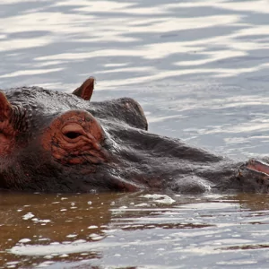 Hippo - Nilpferd