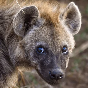 Hyena - Hyhäne