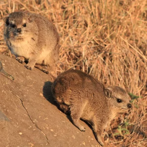Hyrax - Klippschliefer