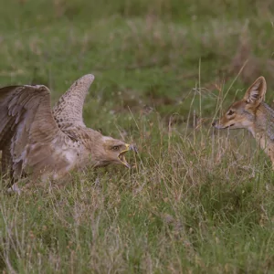 Jackal with bird of prey - Schakal mit Greifvogel