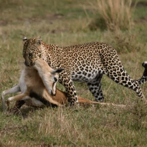 Leopard with Prey - Leopard mit Beute