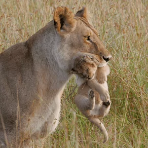 Lion with small Cub - Löwe mit Jungem im Maul