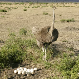 Ostrich - Straussenvogel