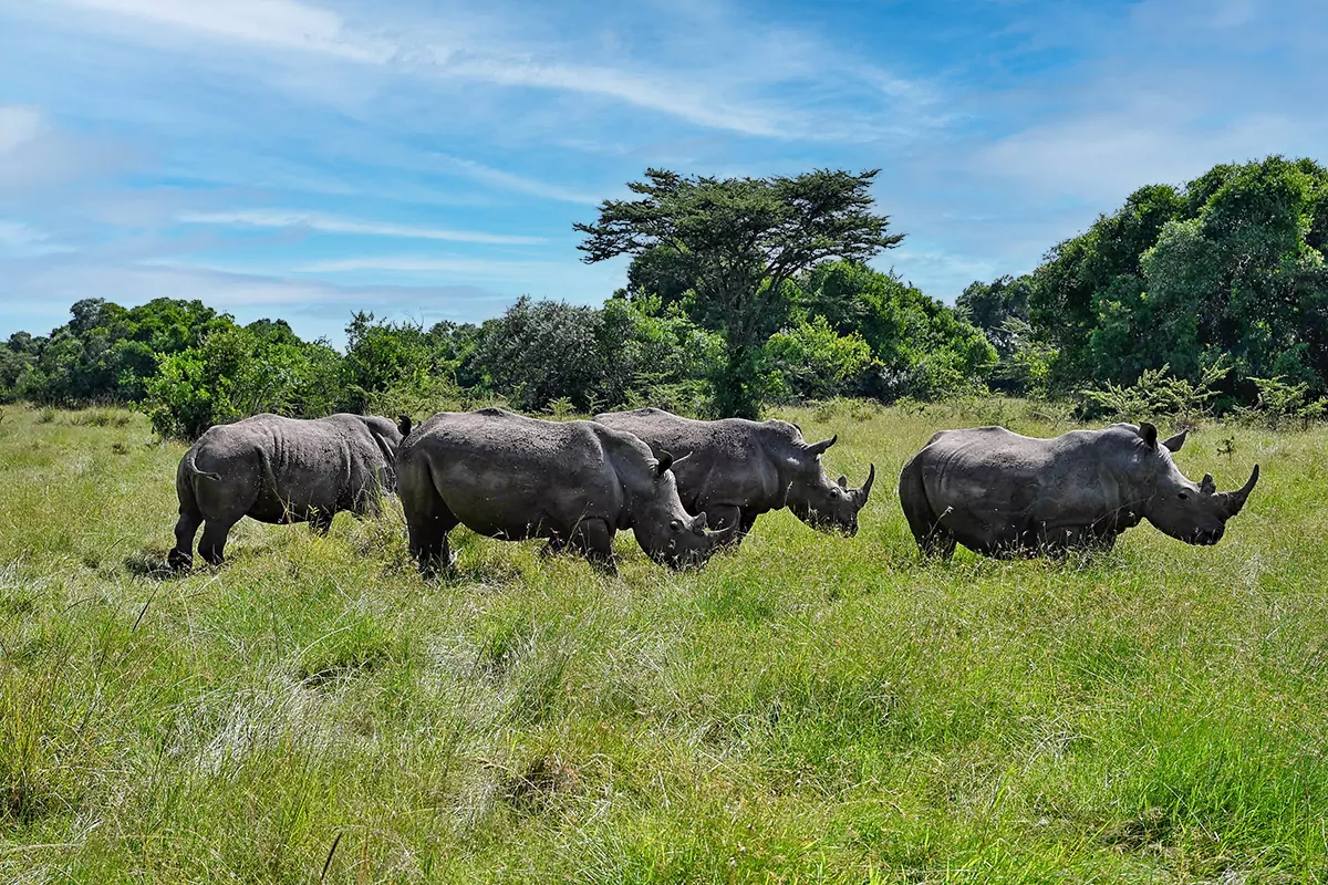 Elatia Rhino Sanctuary - Nashorn Schutzgebiet