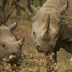 Rhino - Nashorn