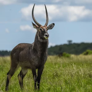 Nynala Antilope
