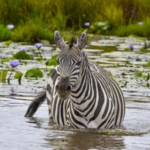 Zebra