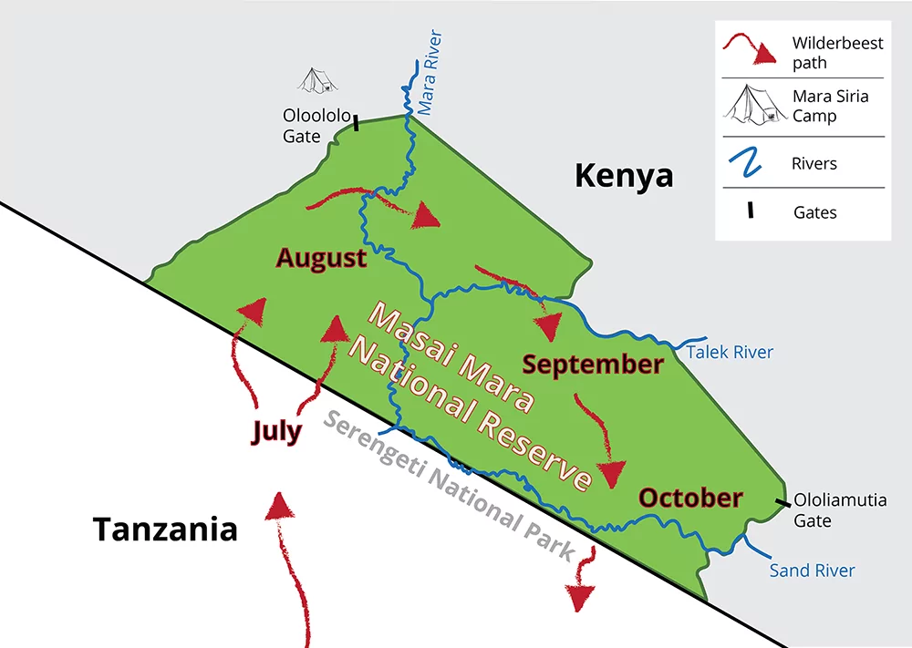 Great migration cycle in the Masai Mara - Gnuwanderung Zyklus Darstellung