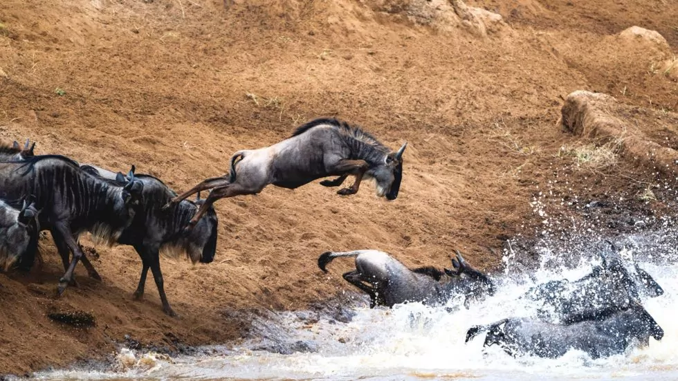 Wildebeest Juming into the mara river
