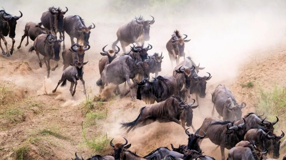 migration